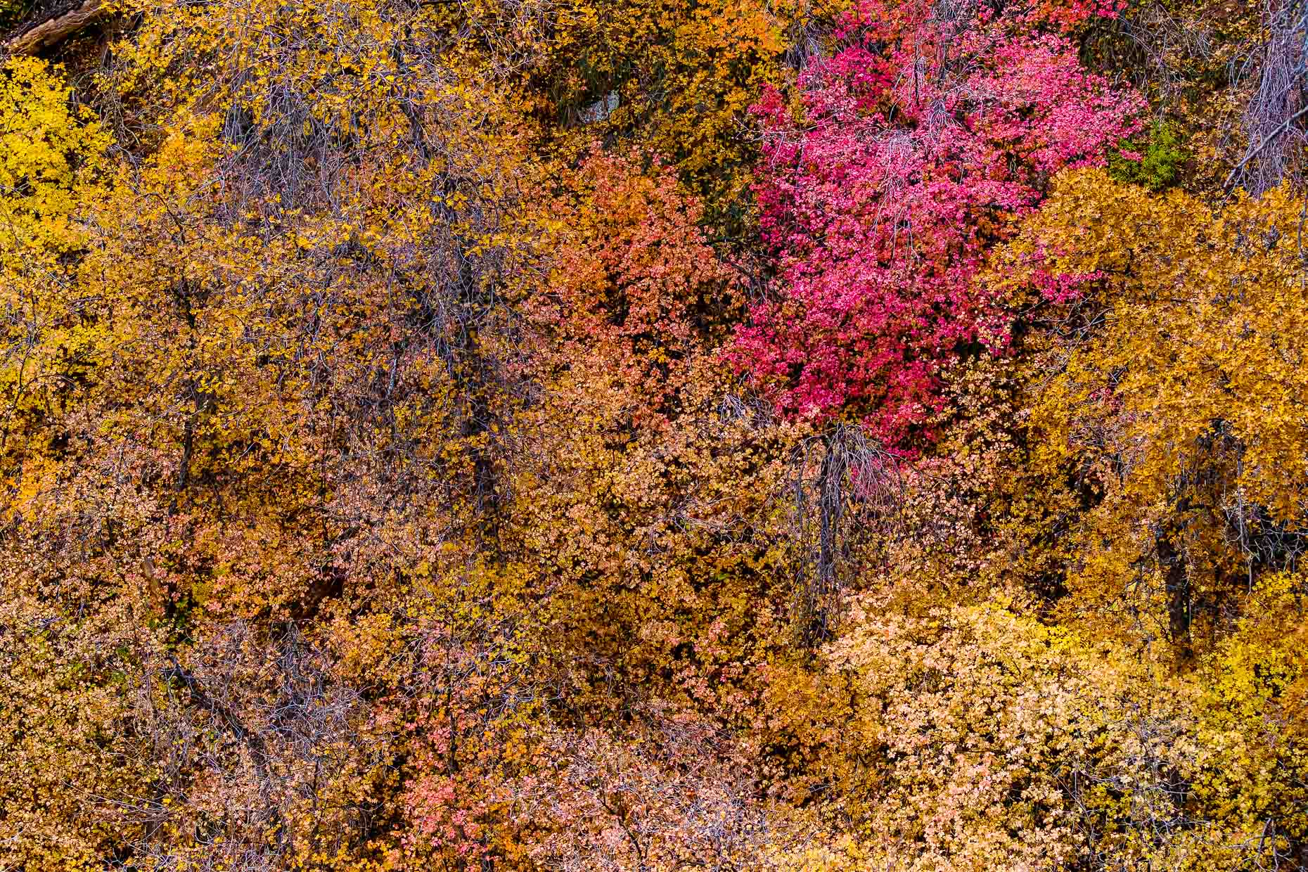 Zion, Fall Foliage, UT,  029_201211094187